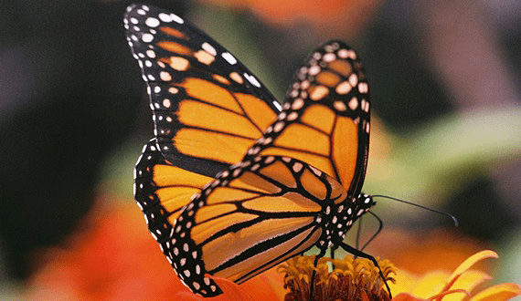 Symbolism of the Monarch Butterfly