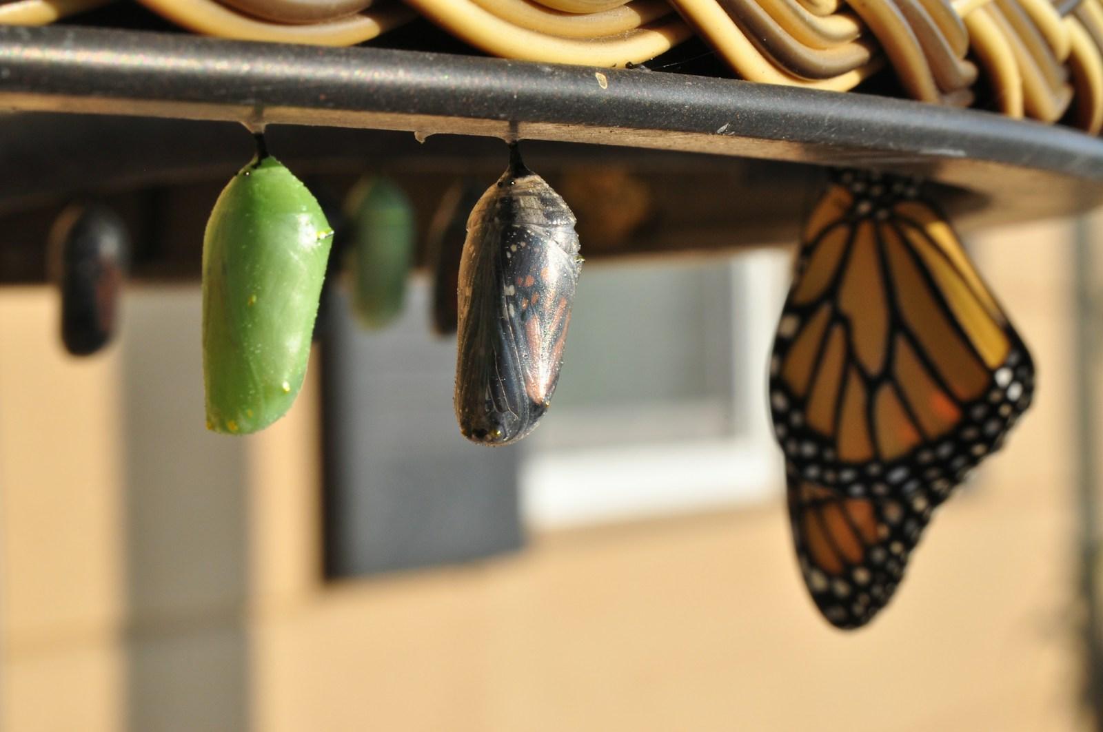 symbolism of the monarch butterfly